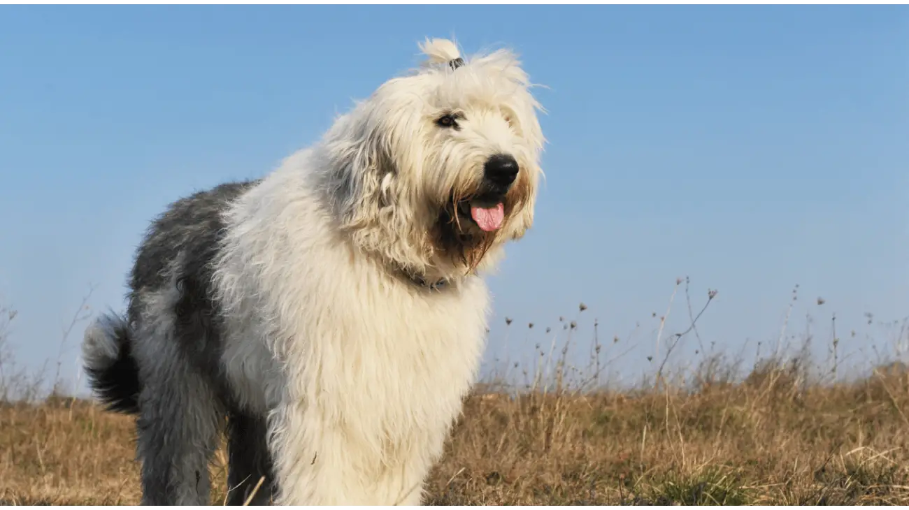 Old English Sheepdog - Bobtail