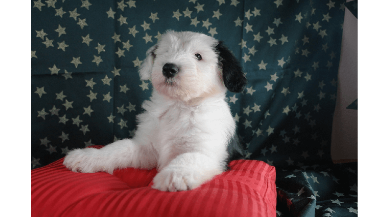 Puppy bobtail best sale