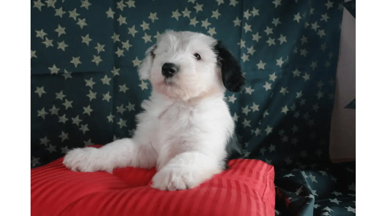 Old English Sheepdog - Bobtail 2