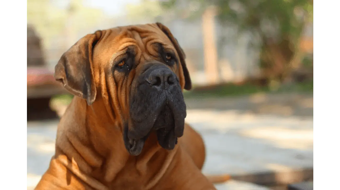 Južnoafrički mastif - Boerboel 0