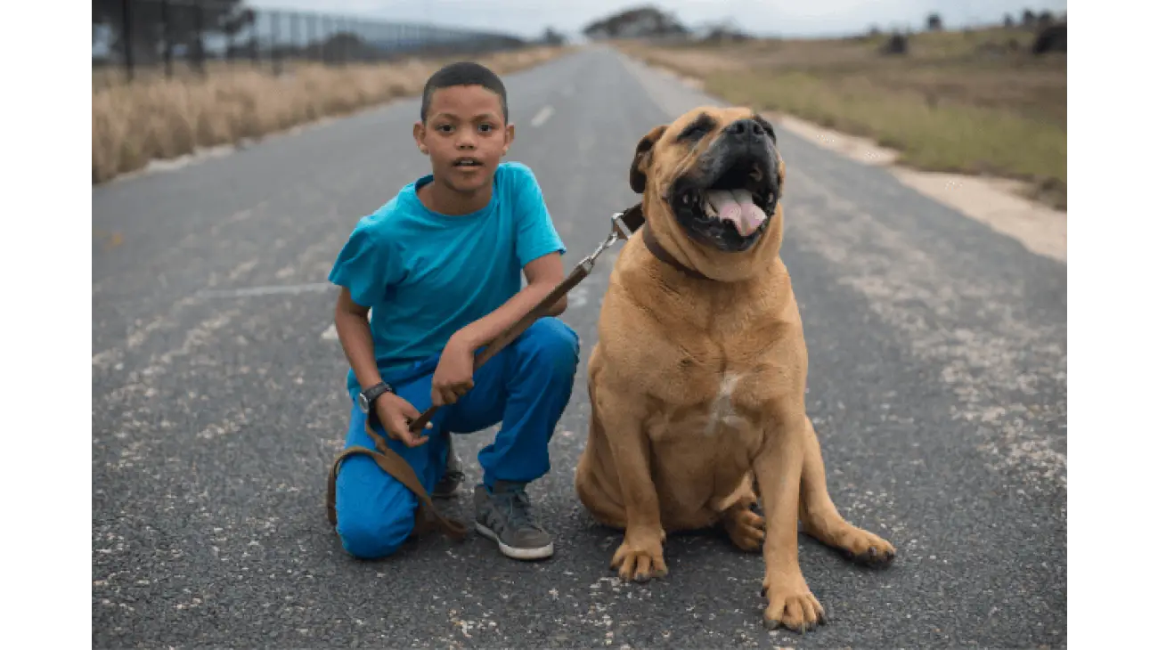 Južnoafrički mastif - Boerboel 2