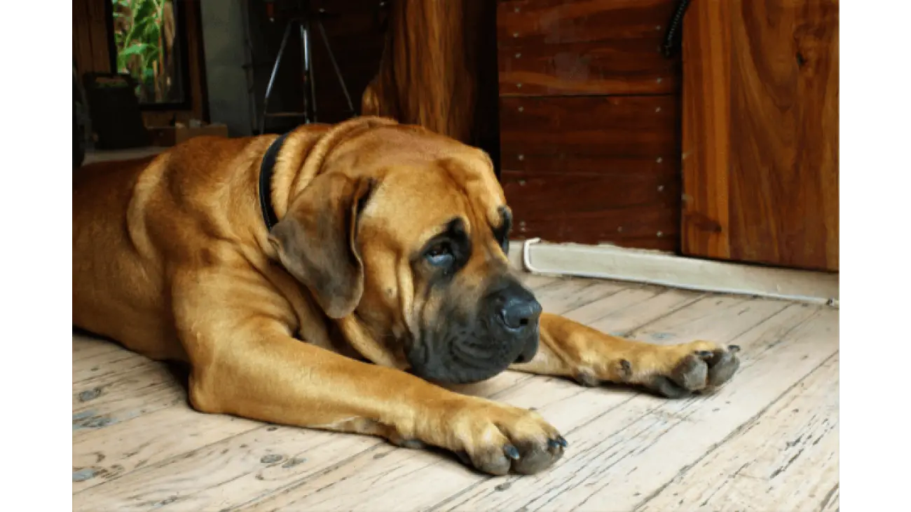 Južnoafrički mastif - Boerboel 3