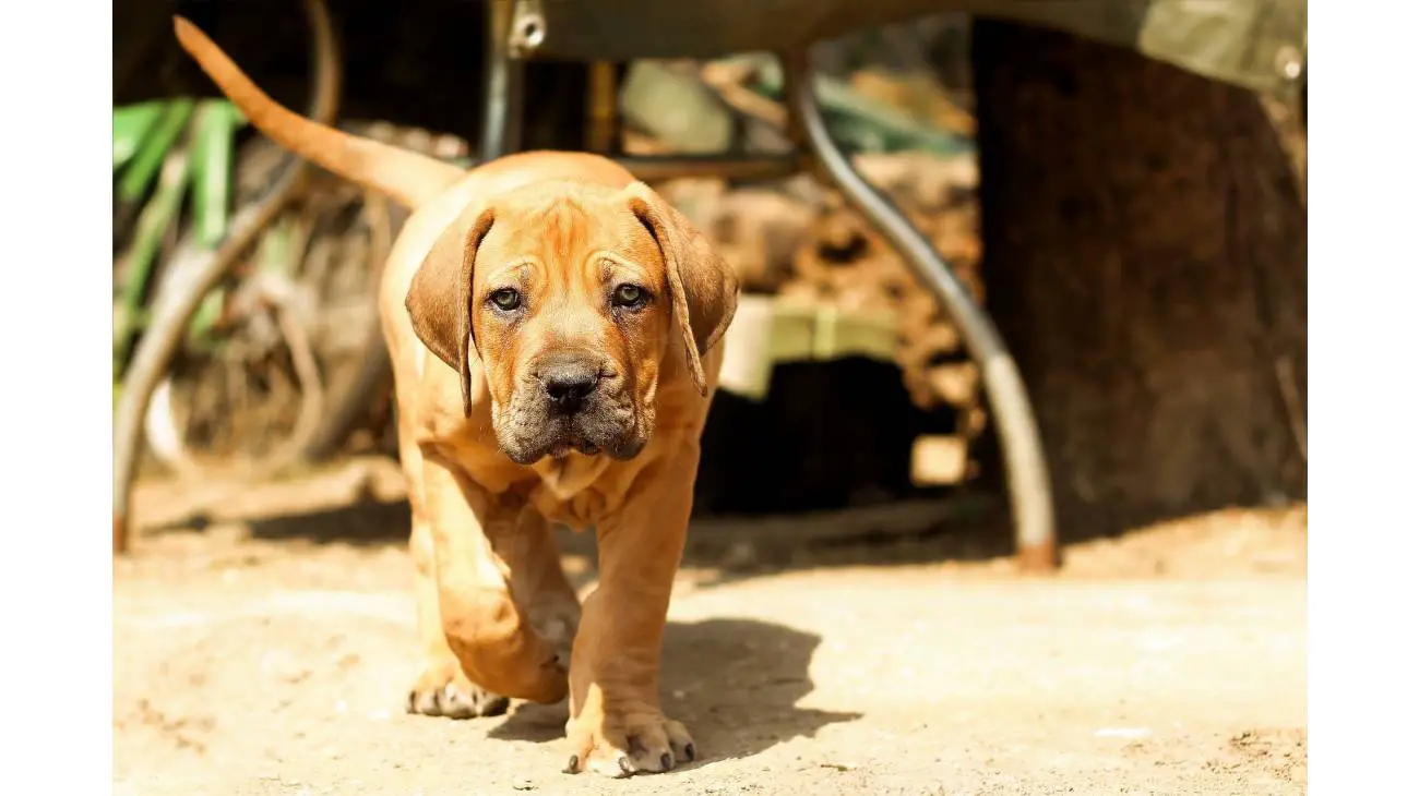 Boerboel