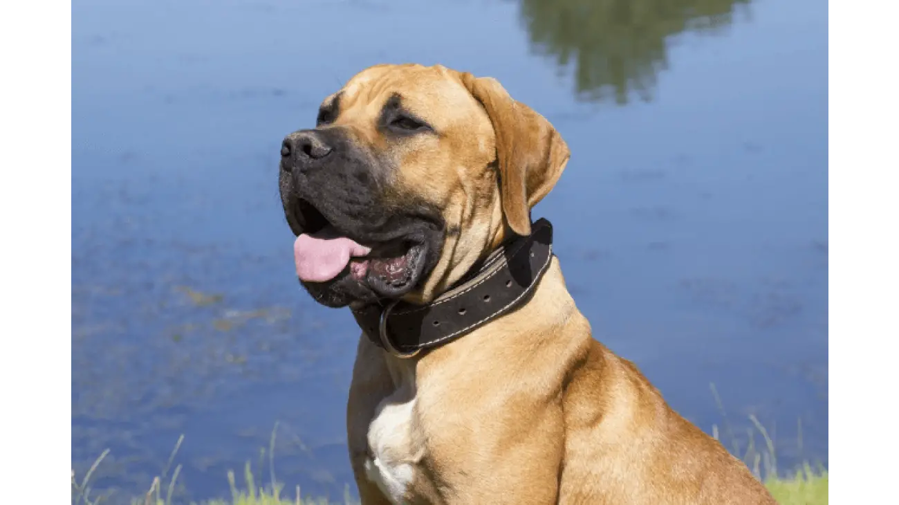 Južnoafrički mastif - Boerboel 1