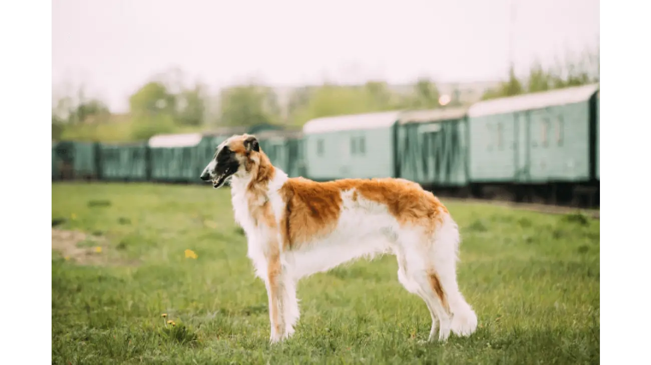 Borzoi 1