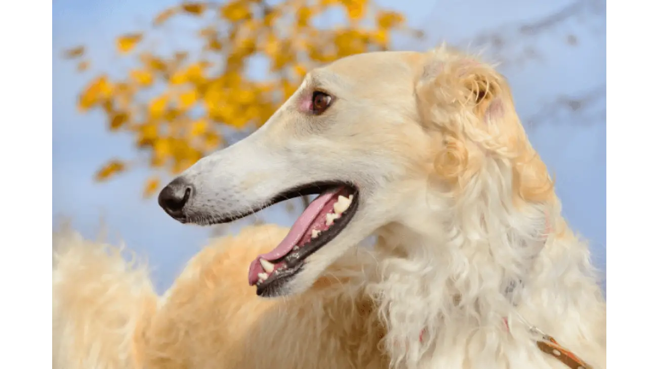 Borzoi 2