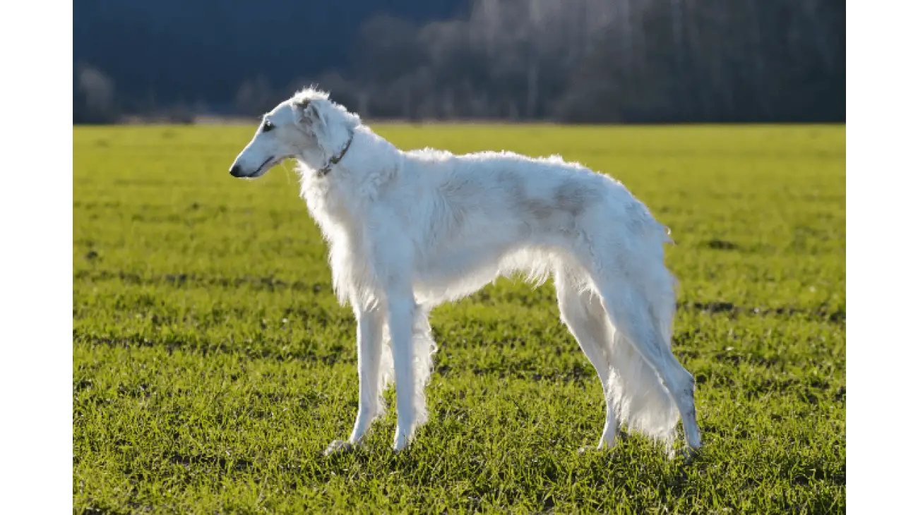 Borzoi 5