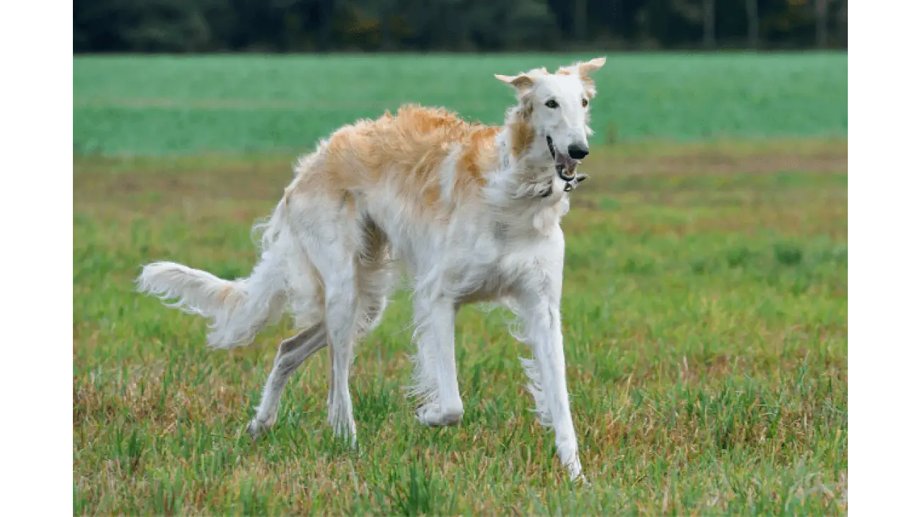 Borzoi 0