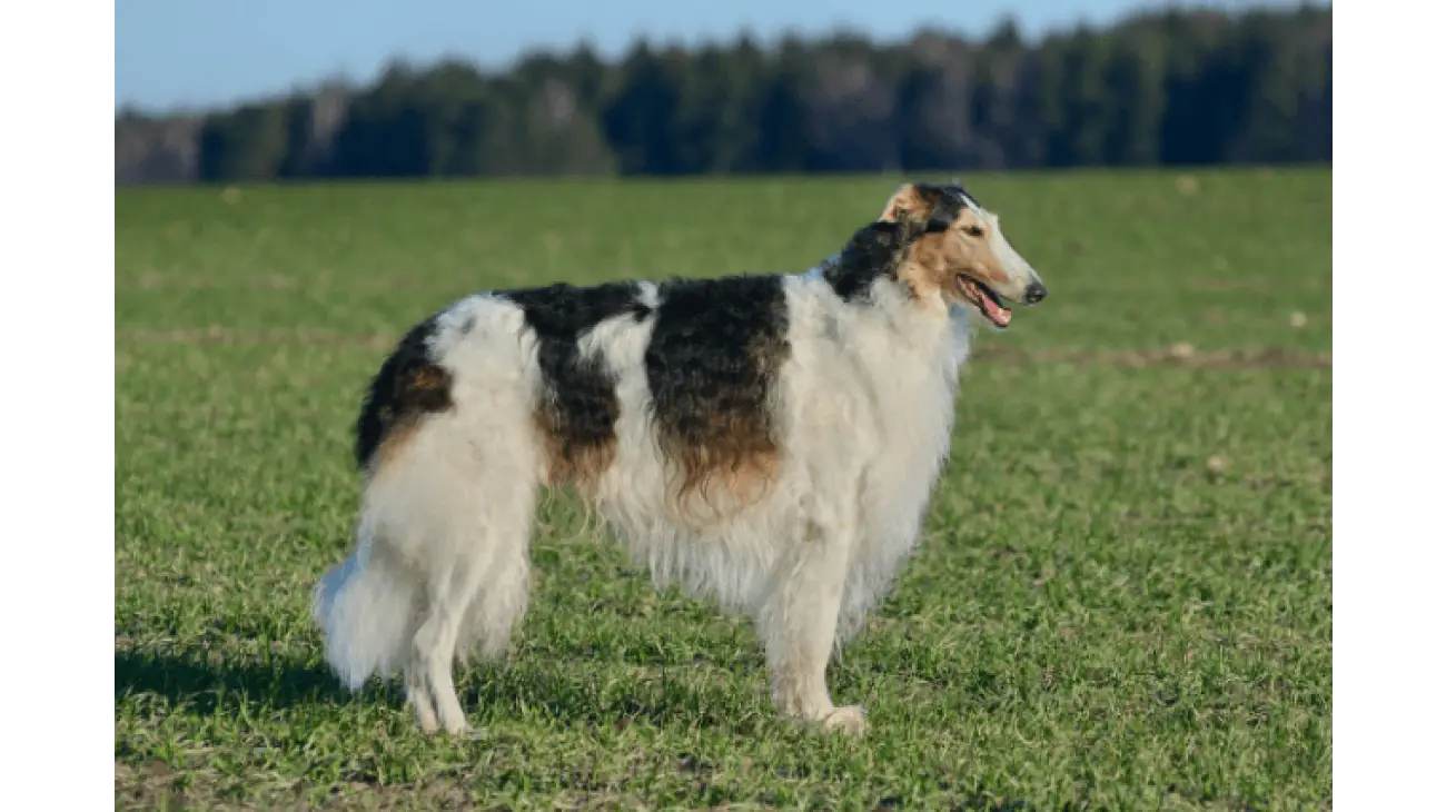 Barzoi 3