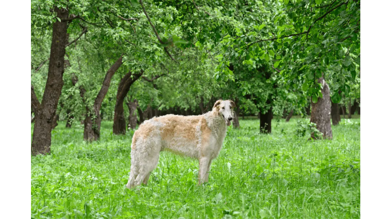 Barzoi - Levriero russo 4