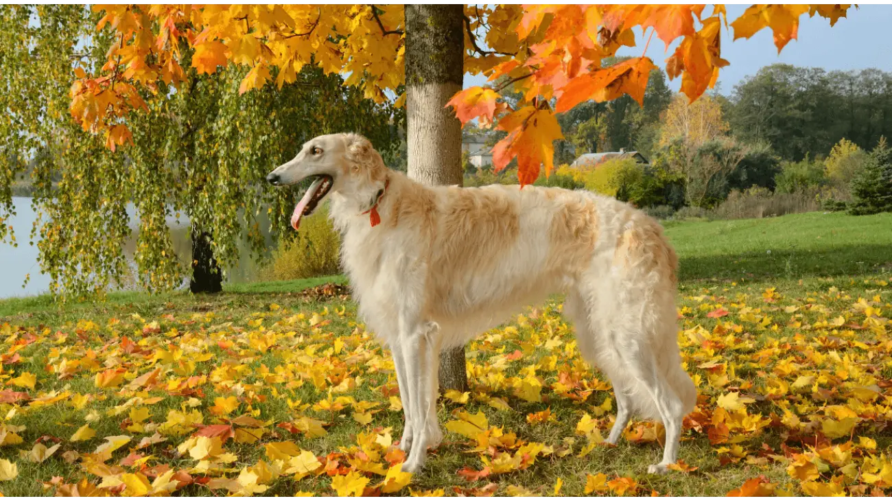 Borzoi