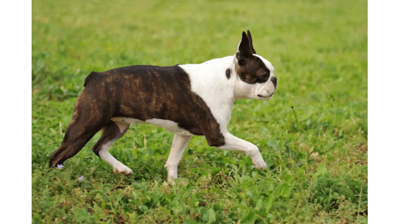 Boston Terrier 2