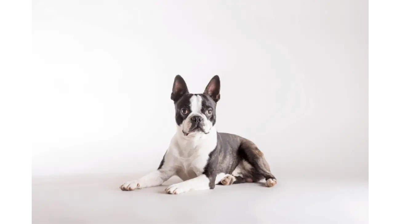 Boston Terrier 3