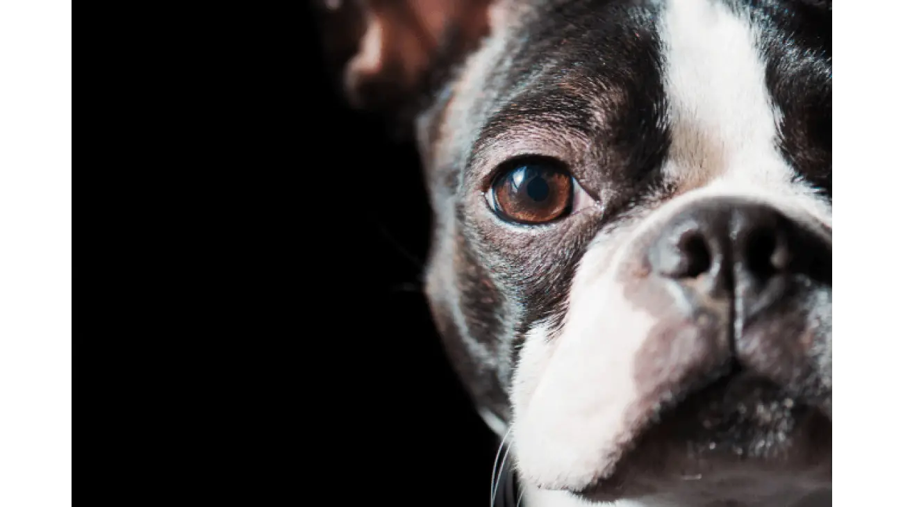 Boston Terrier 5