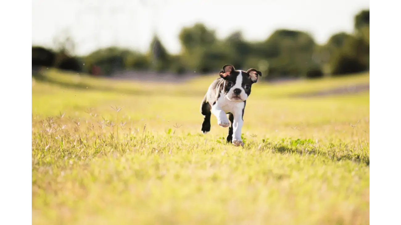 Boston Terrier 0