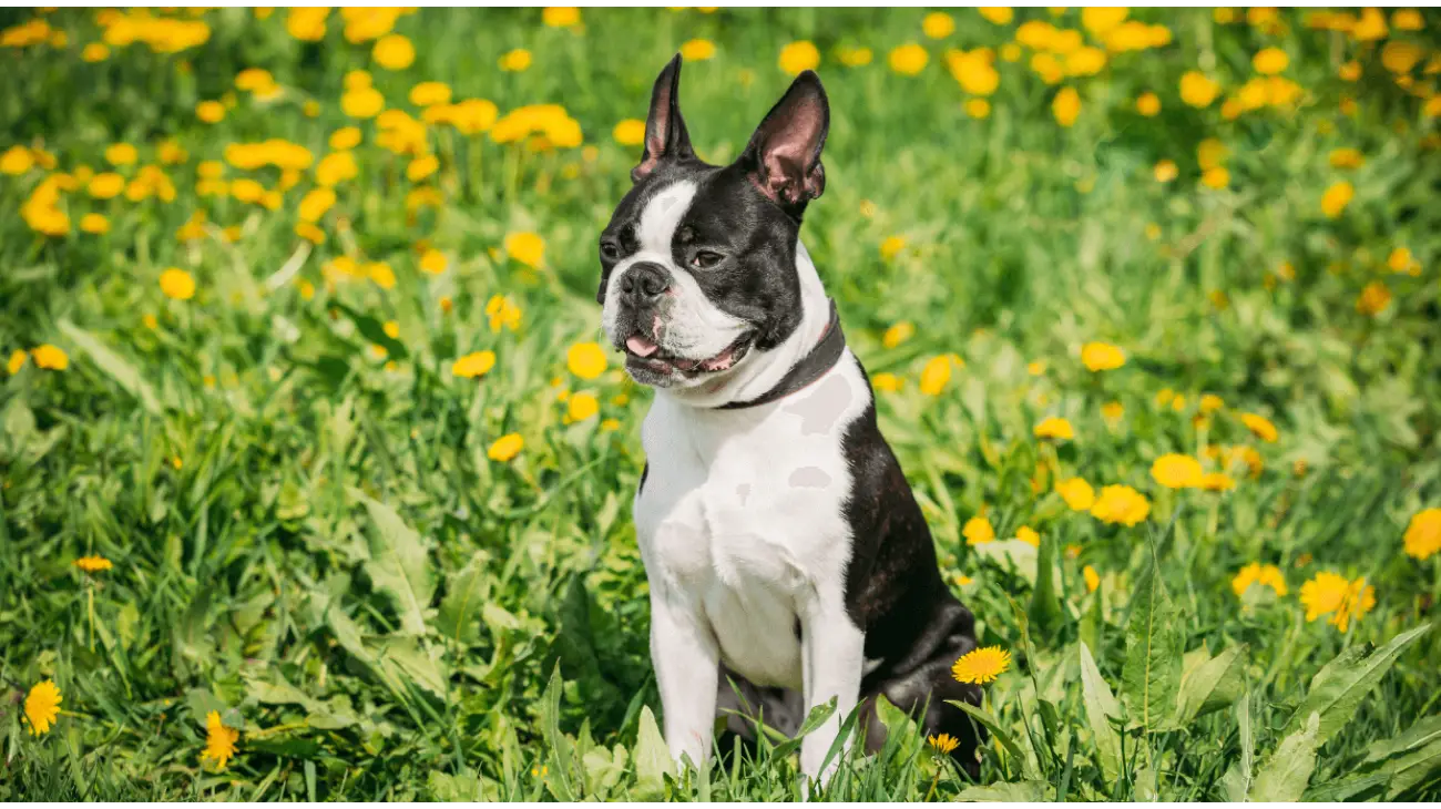 Terrier de Boston