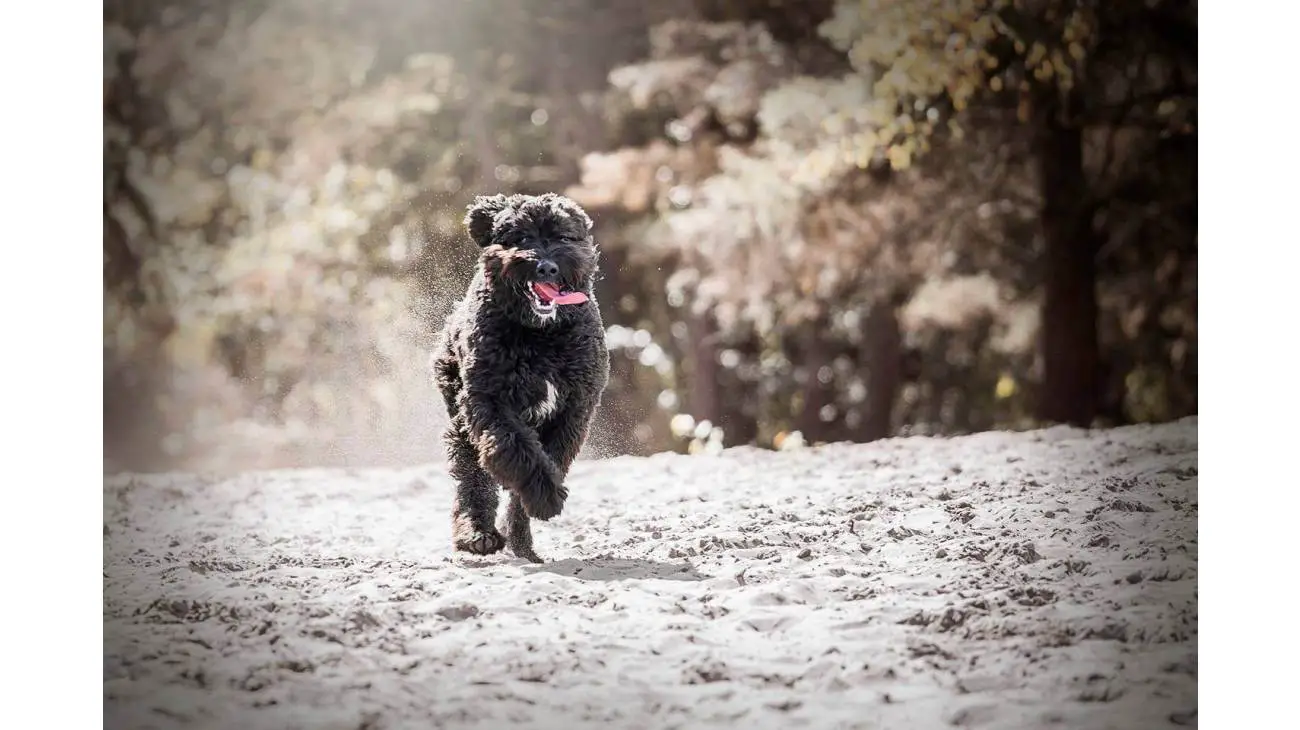 Bouvier des Flandres