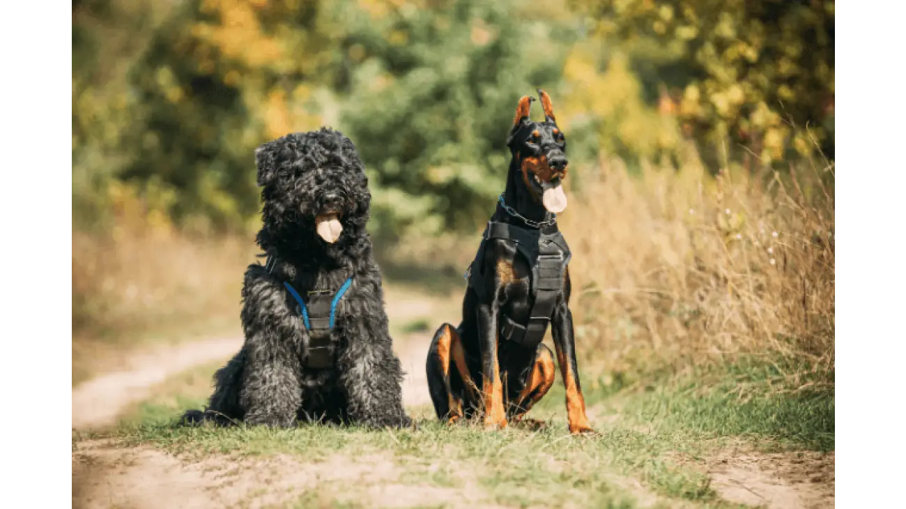 Bouvier des Flandres 1