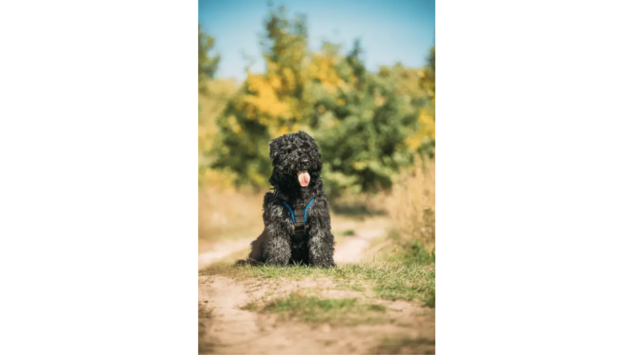 Bouvier des Flandres 2