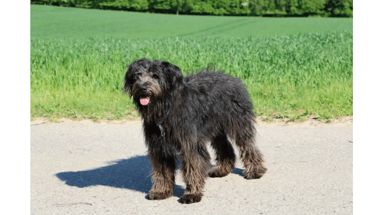 Bouvier des Flandres 0