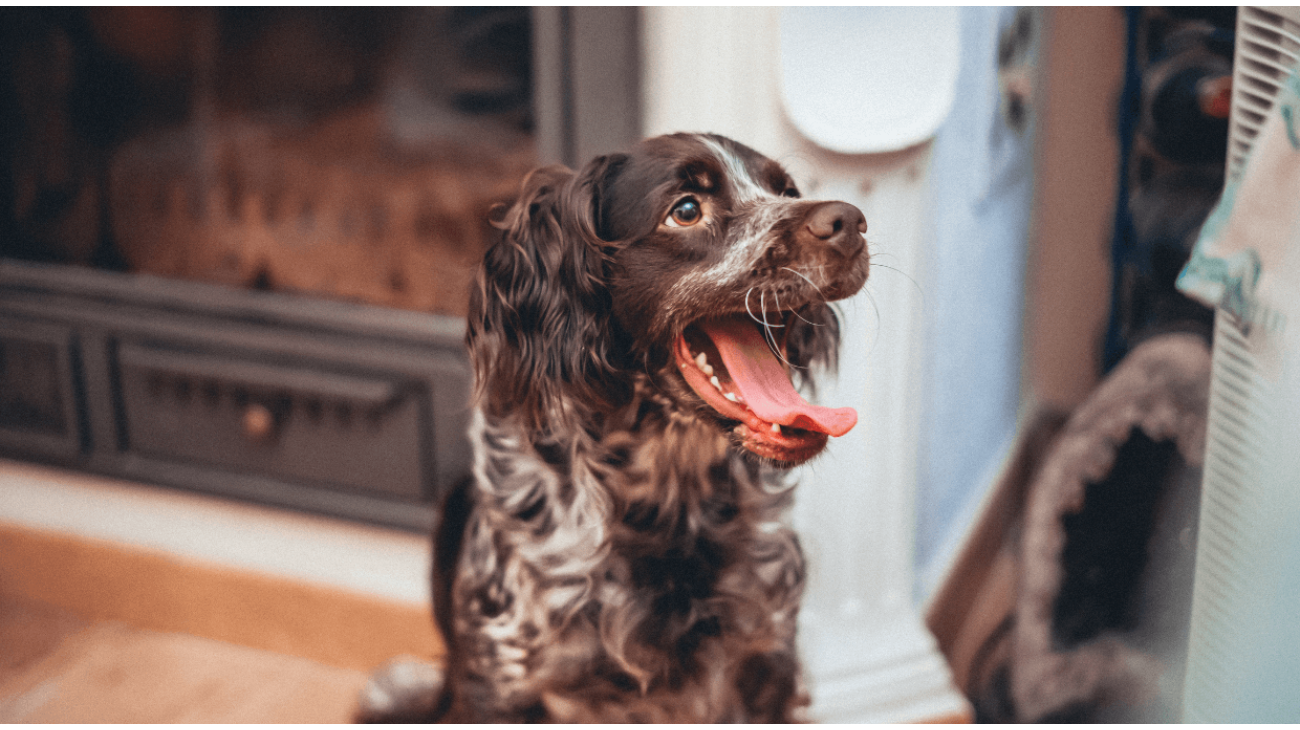 English Cocker Spaniel: Dog Breed Characteristics & Care