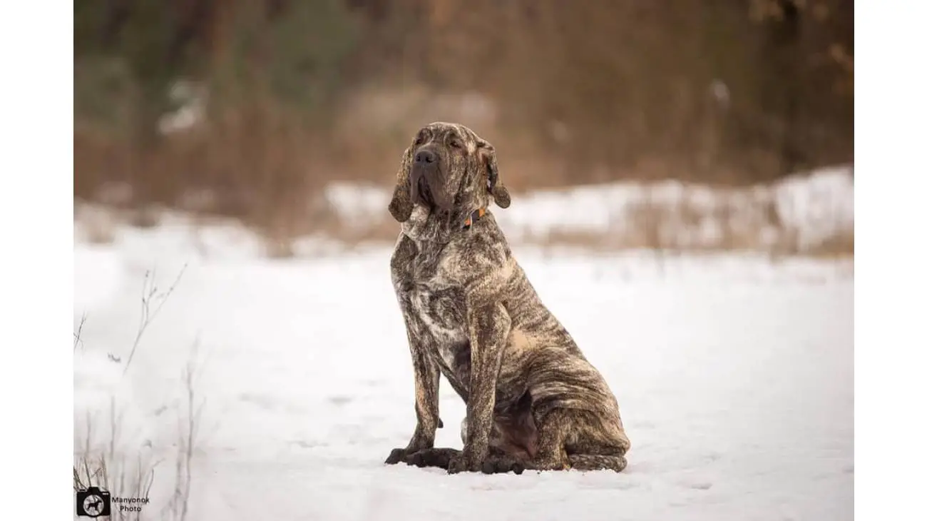 Fila Brasileiro 1