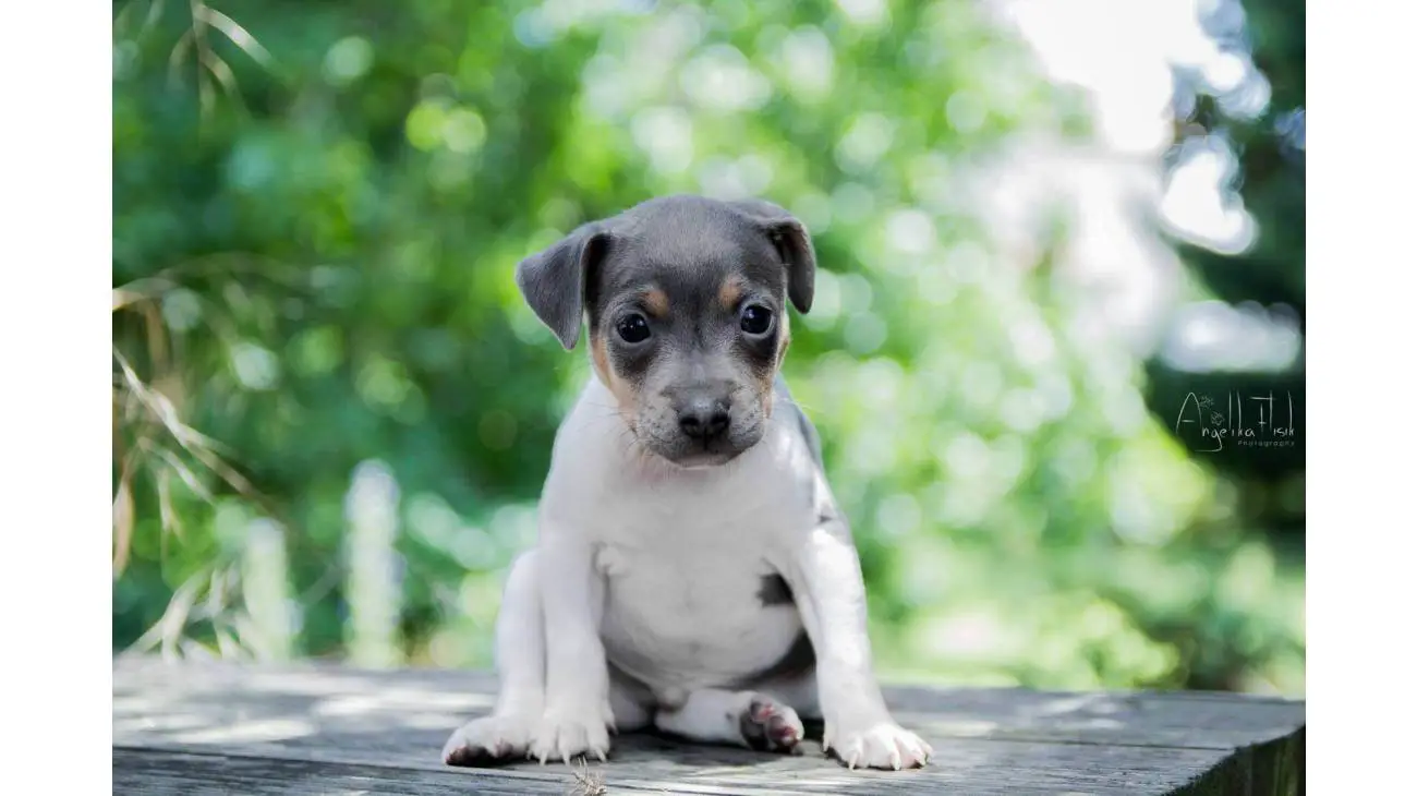 Brazilian Terrier