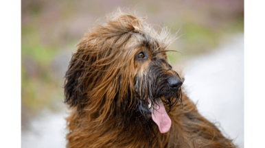 are briard aggressive