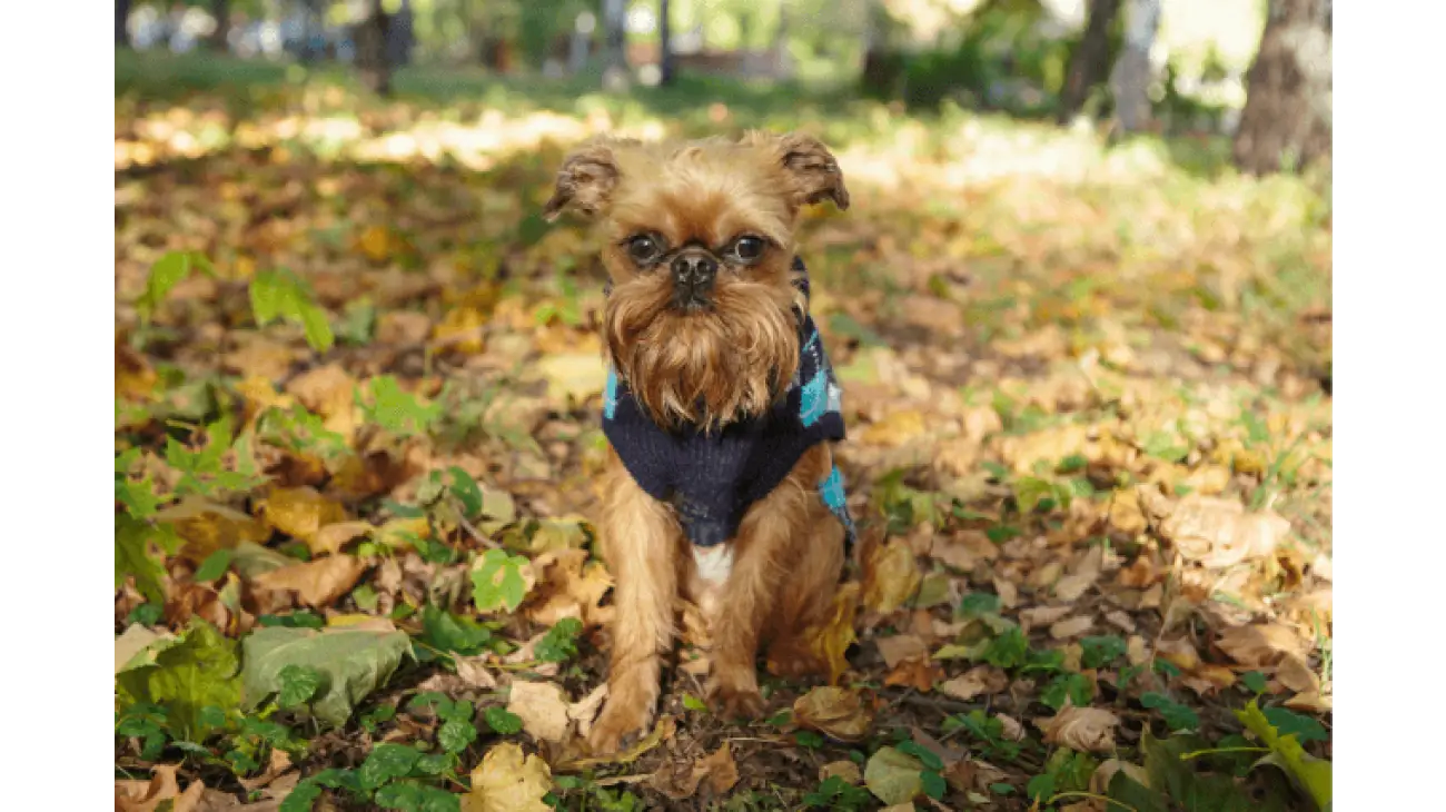 Brussels Griffon 3