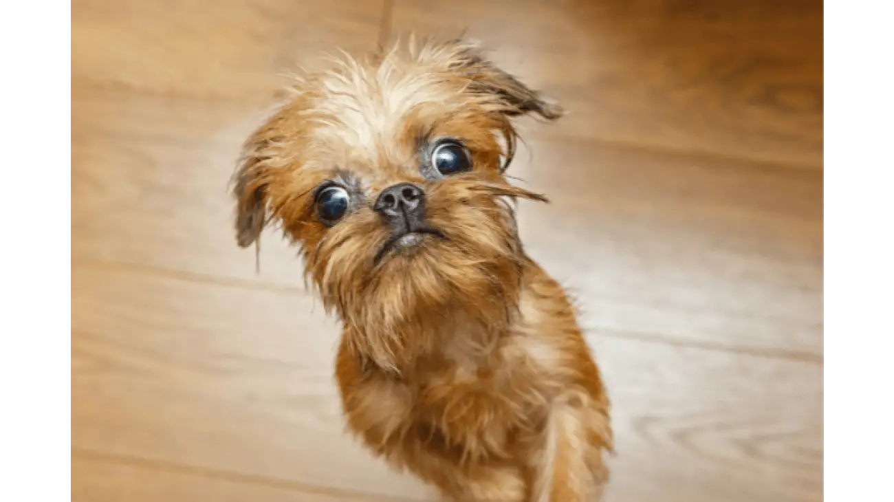 Brussels Griffon 4