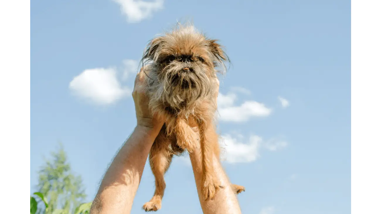 Brussels Griffon 2