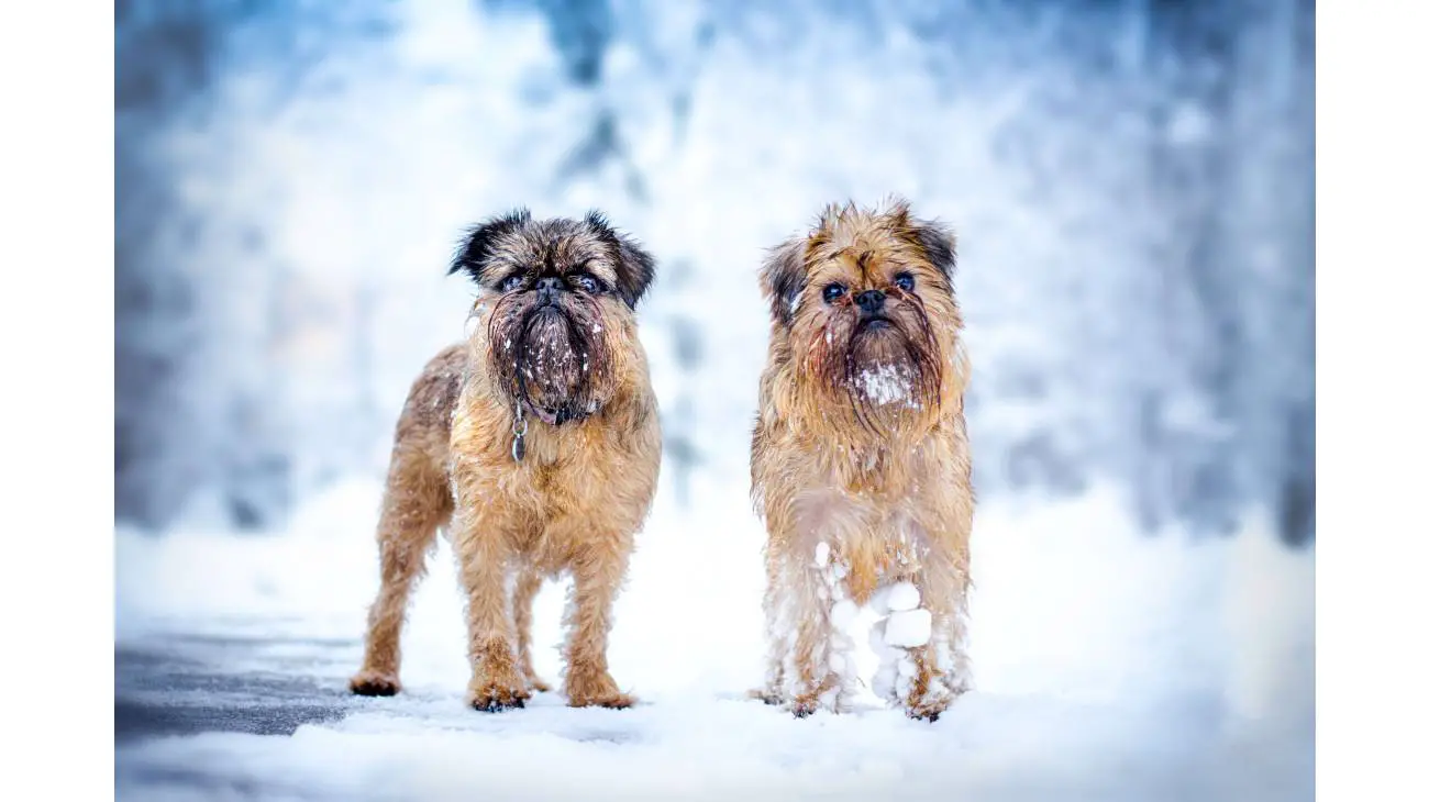 Brussels Griffon