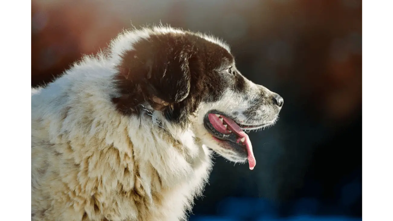 Perro Pastor Rumano de Bucovina 0