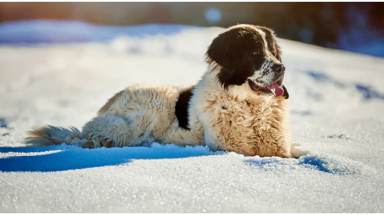 Chien de Berger Roumain de Bucovine