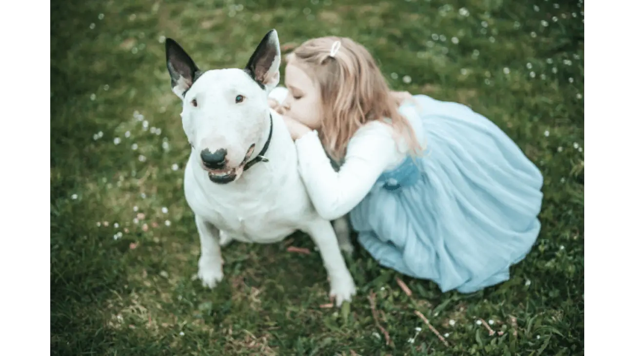 Bull Terrier 1