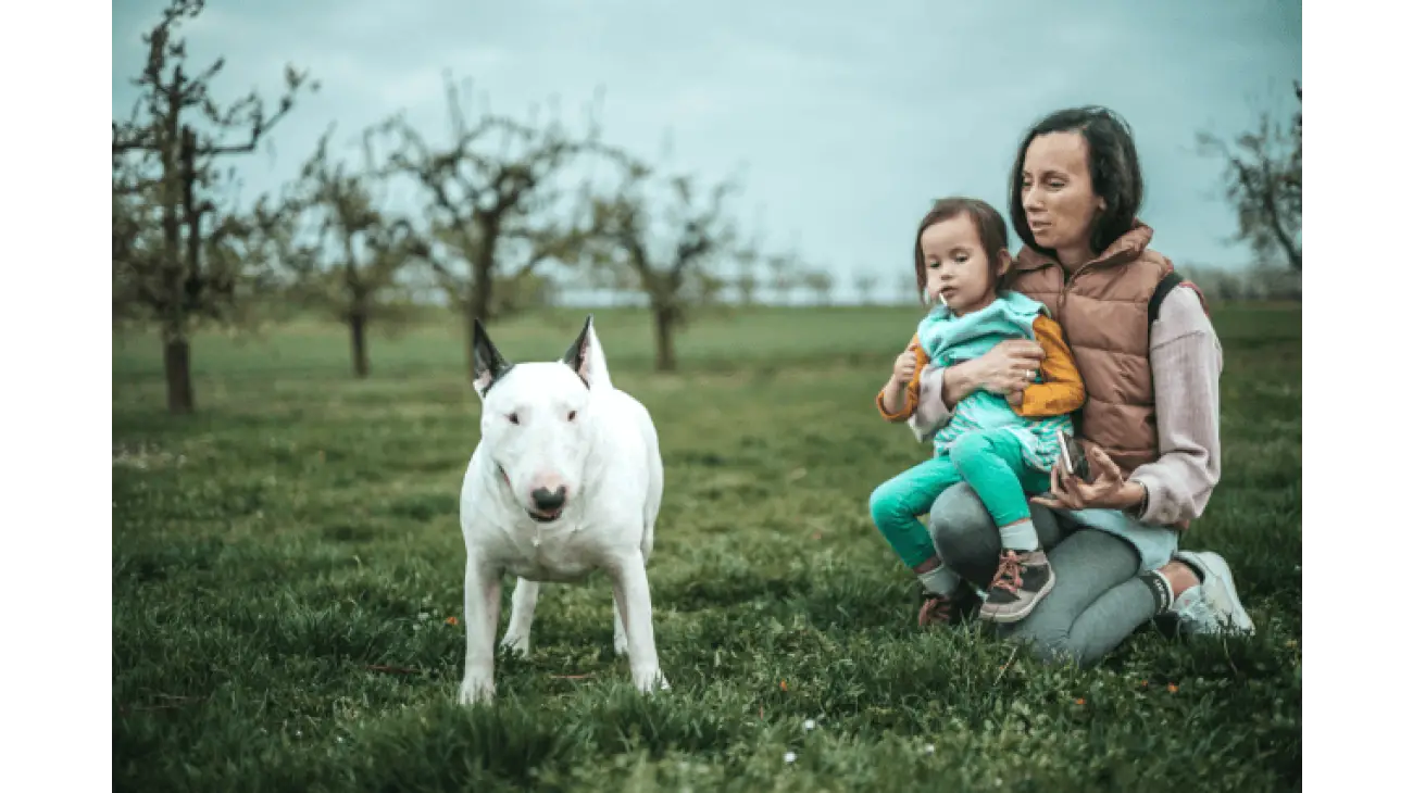 Bull Terrier 2