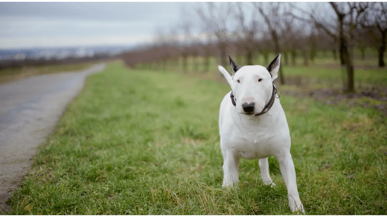 Bull Terrier