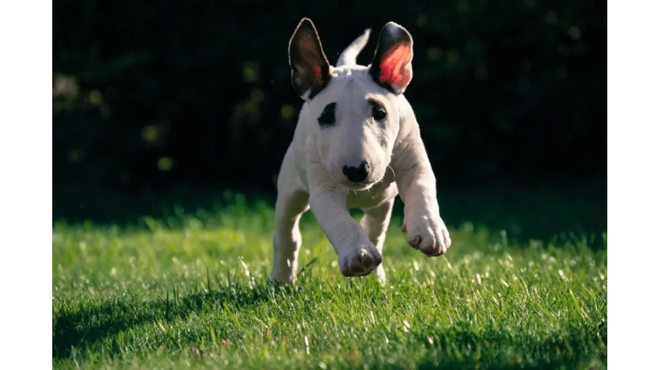 Bull Terrier 0