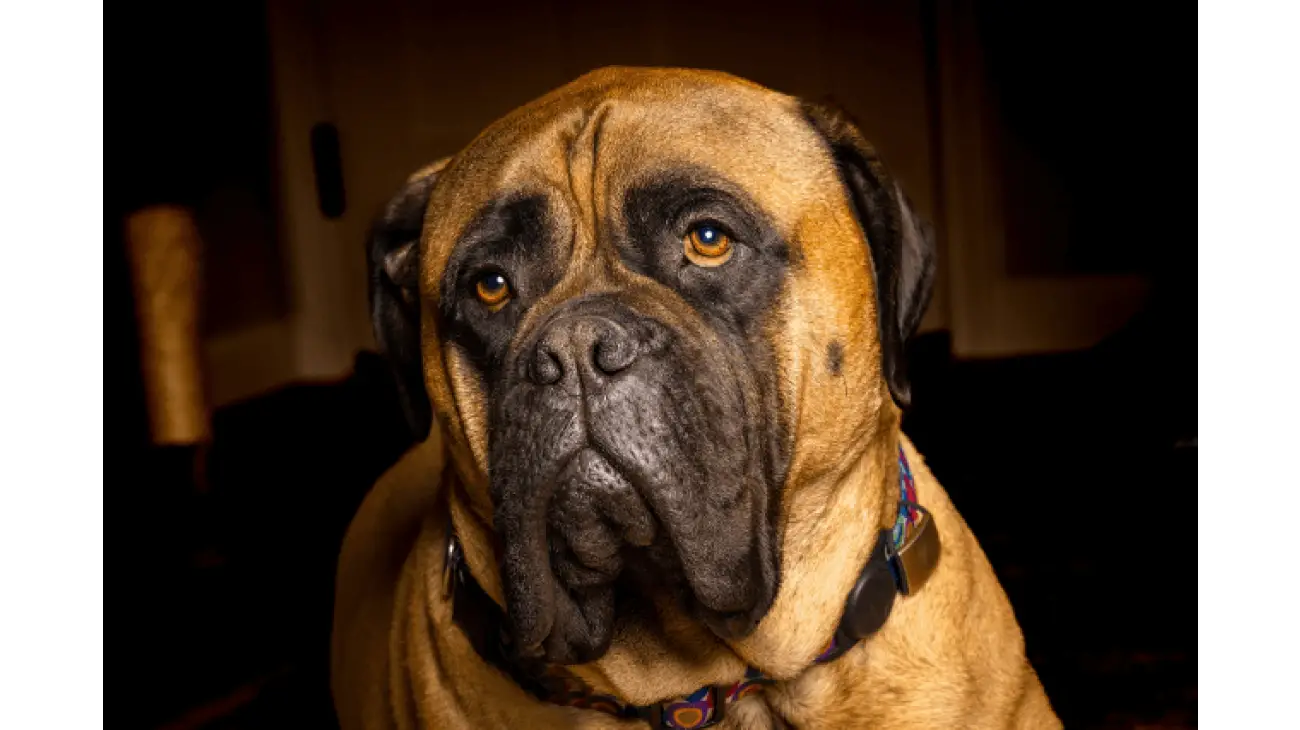 Bullmastiff 2