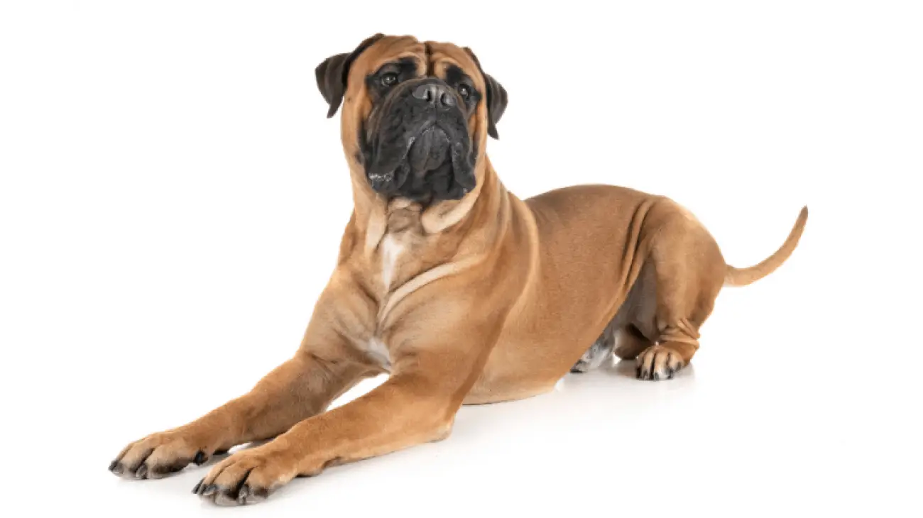 Bullmastiff 3