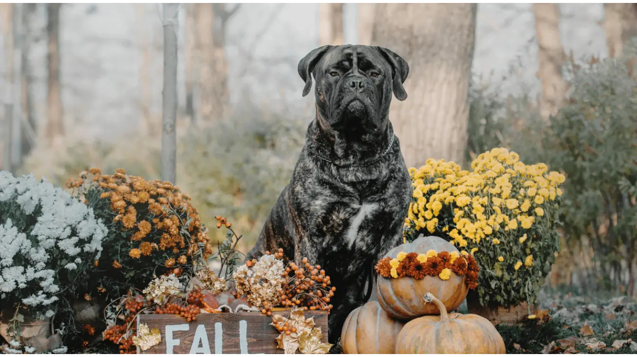 Bullmastiff