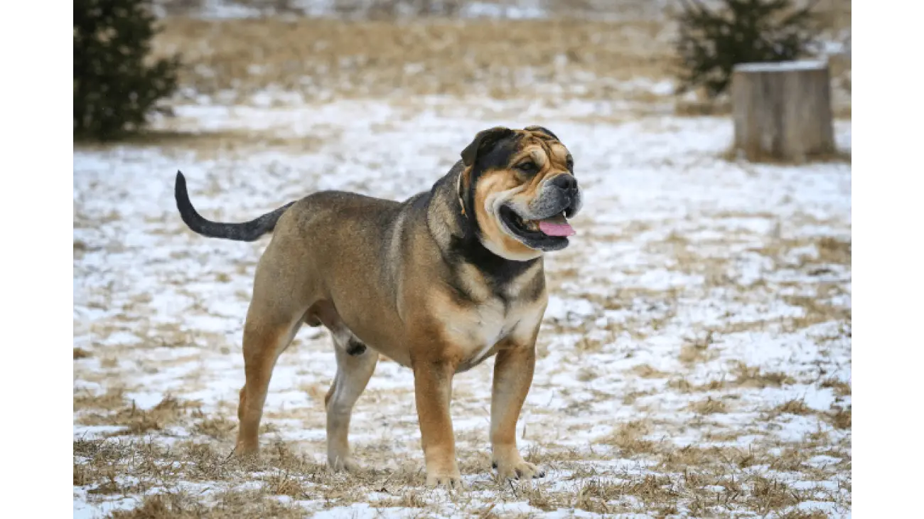 Ca de Bou (Majorcan Mastiff) 2