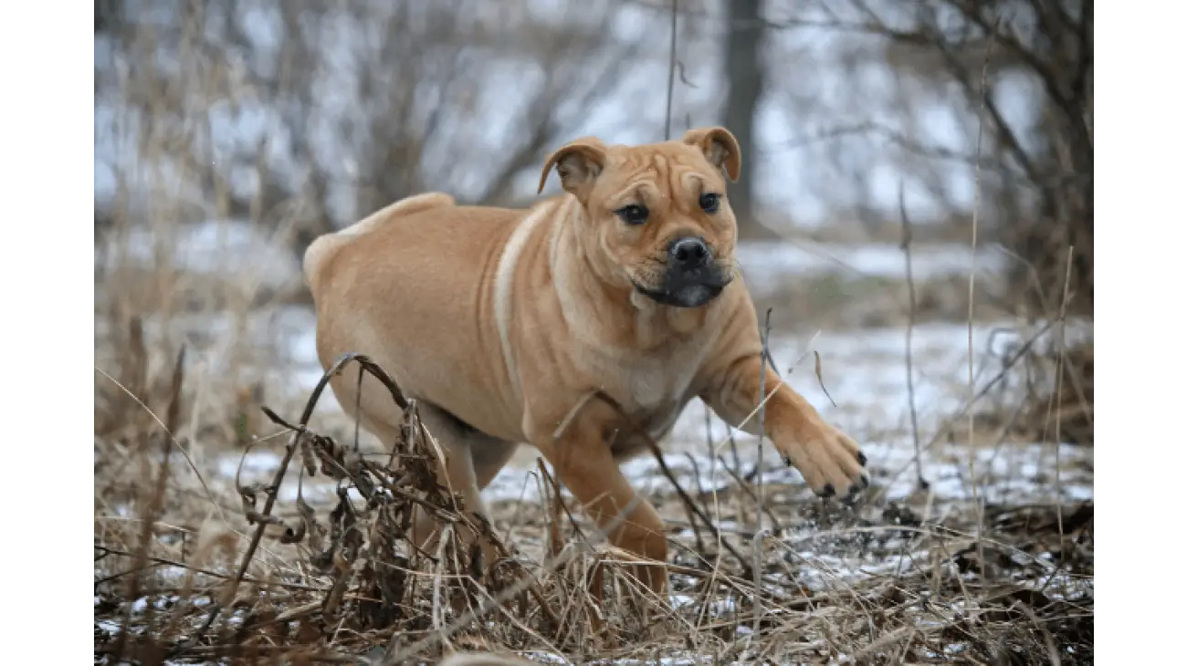 Ca de Bou (Majorcan Mastiff) 1