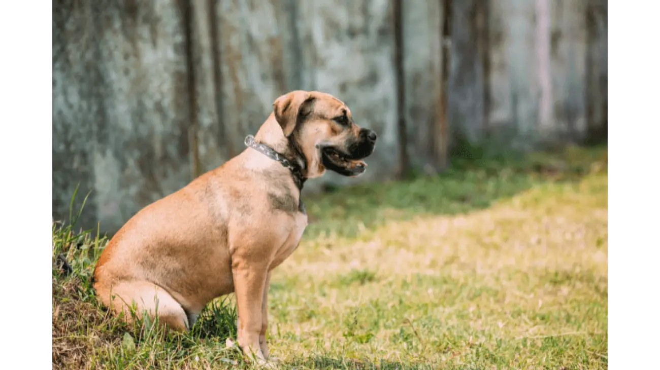 Ca de Bou (Majorcan Mastiff) 0