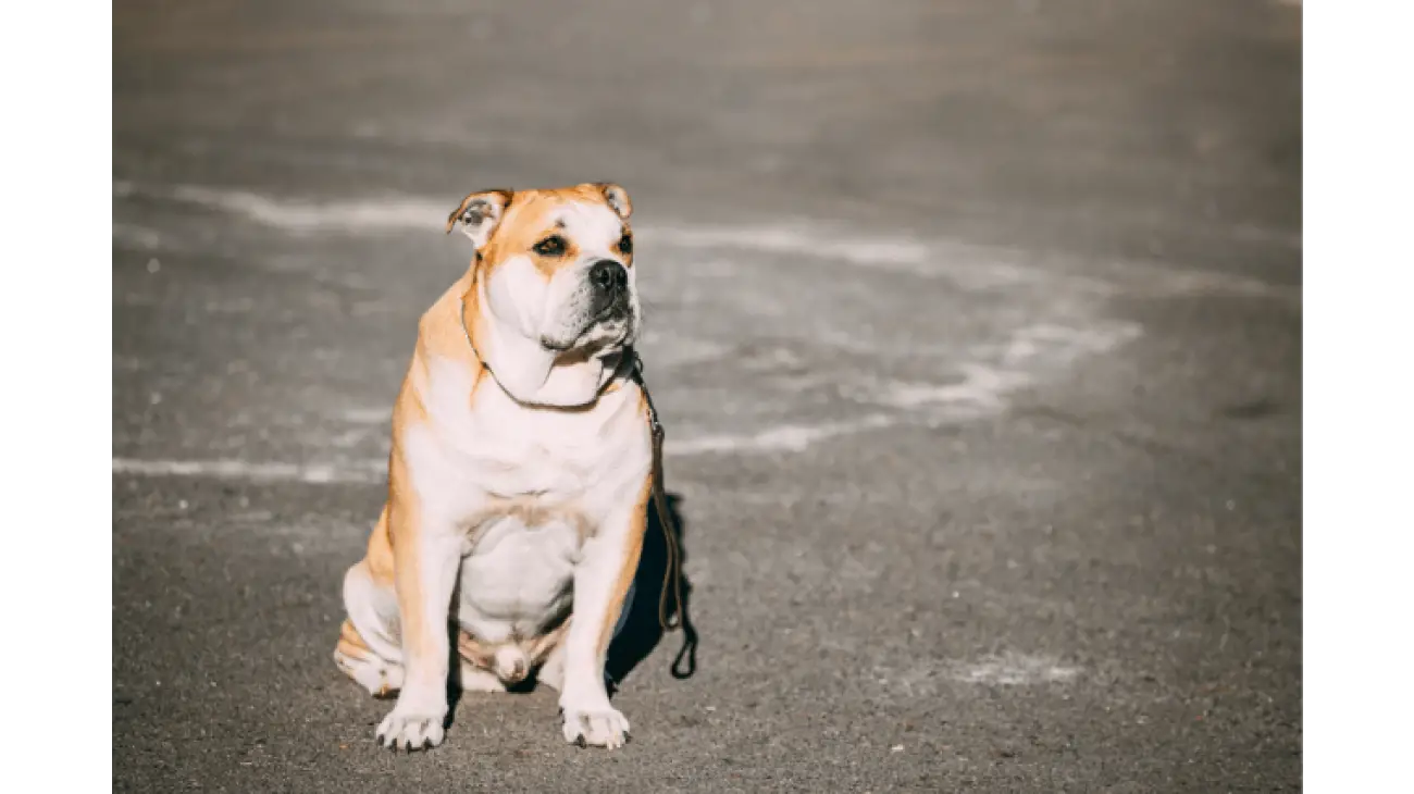 Ca de Bou (Majorcan Mastiff) 3