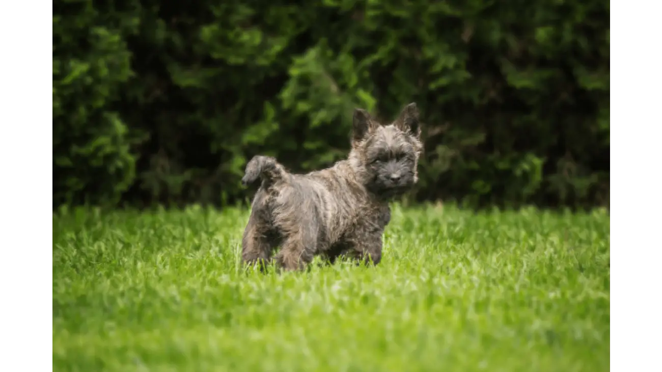 Cairn Terrier 1