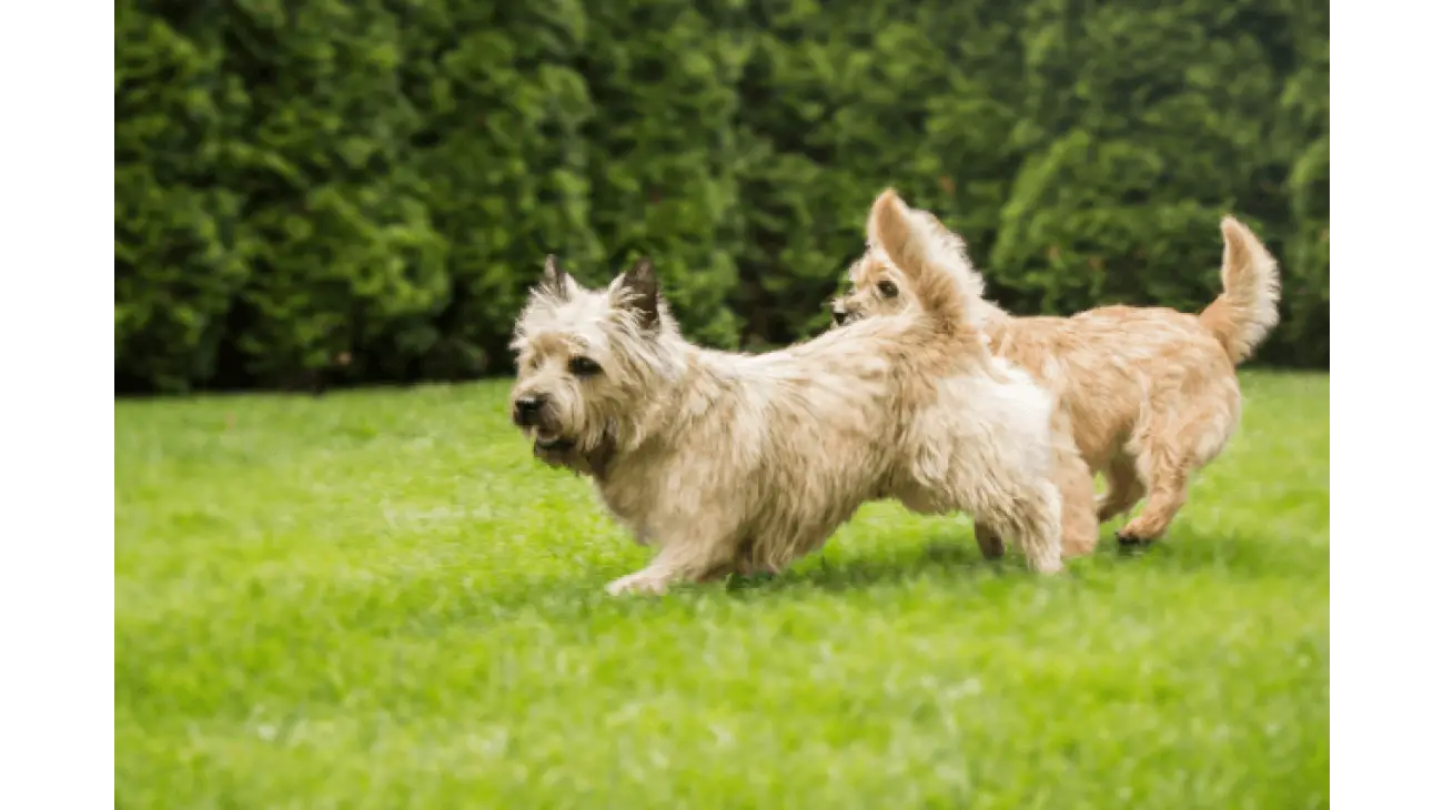 Cairn Terrier 2