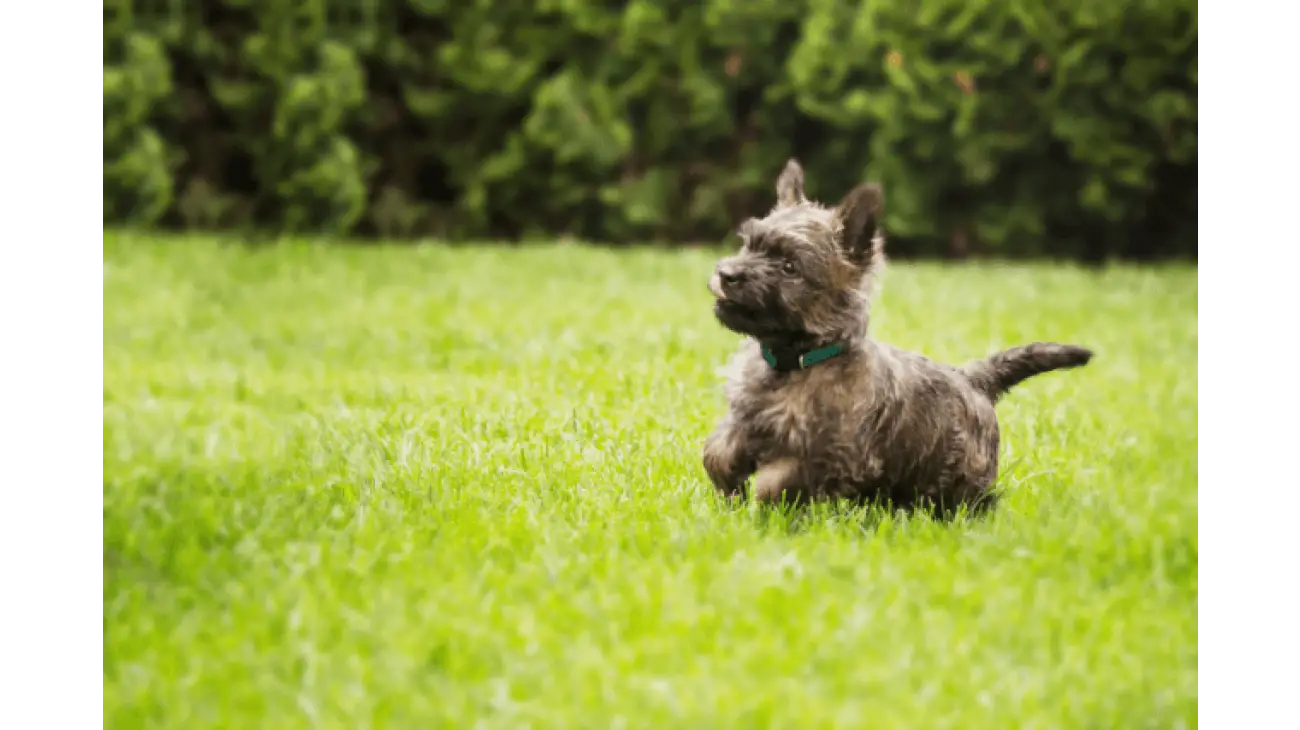 Cairn Terrier 3