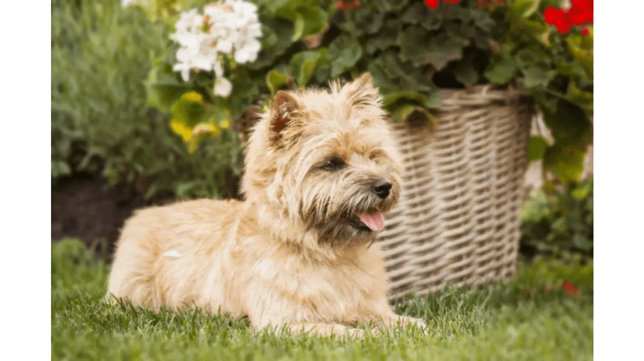 Cairn Terrier 4