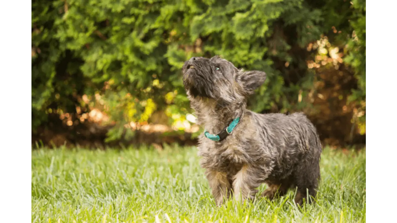 Cairn Terrier 5